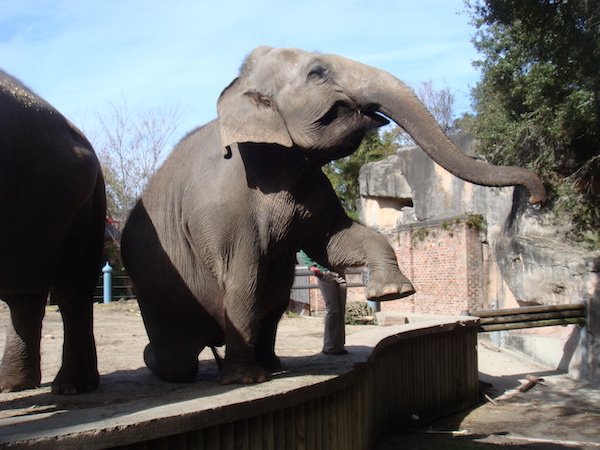 Dinner With Friends, Zoo, Herbsaint, New Orleans