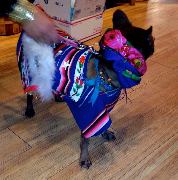 A little dog dressed in Mexican costume for Halloween