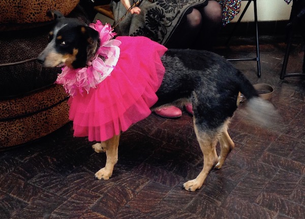 A medium sized dog dressed as a ballerina