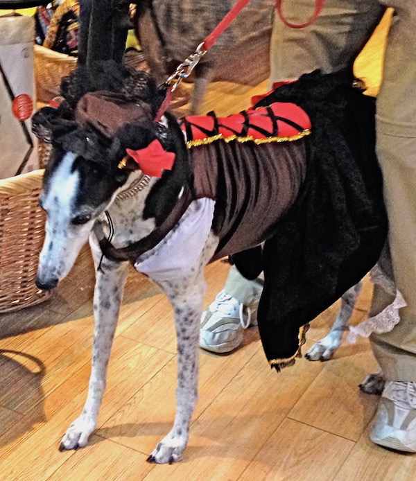 A medium sized dog in a wench costume