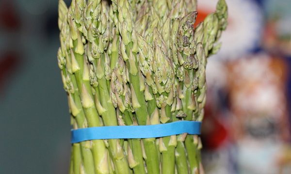 A large bundle of fresh asparagus spears wrapped with blue rubber band standing upright