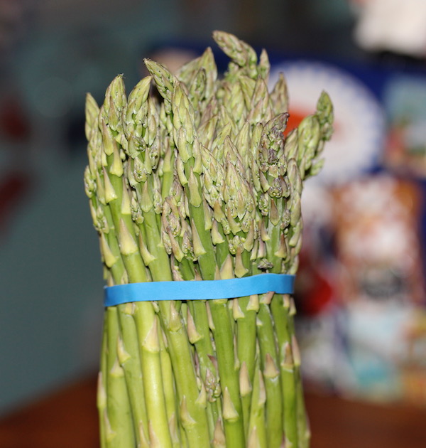A large bundle of fresh asparagus spears wrapped with blue rubber band standing upright