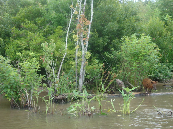 Bayou with trees and large wild boar