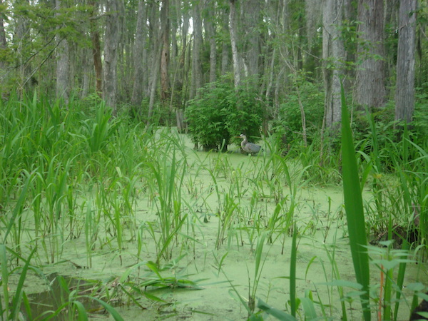 Bayou covered in soft green algae with large gray duck in the center back