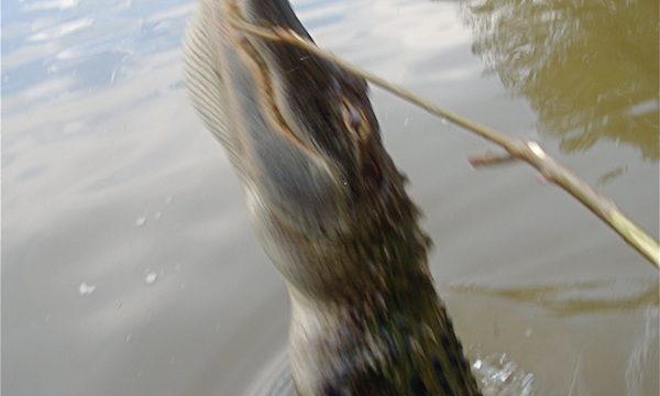 An alligator coming out of the water to take a marshmallow of a slim twig