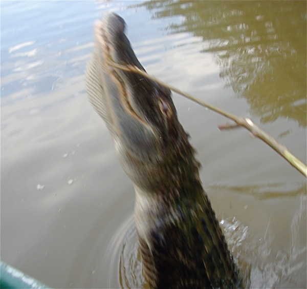 An alligator coming out of the water to take a marshmallow of a slim twig