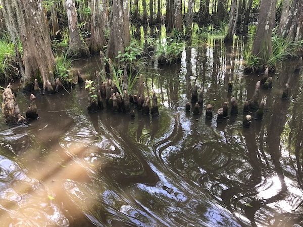 Brownish water, trees and Cypress knees