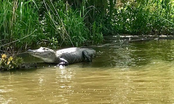 A Large Gator Sunning Himself on the bayou