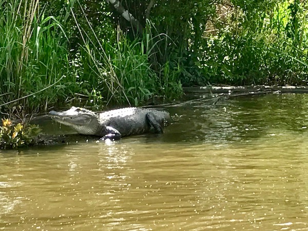 A Large Gator Sunning Himself on the bayou