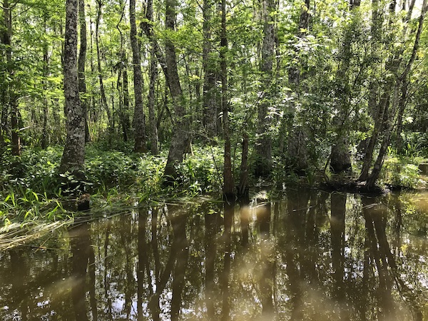 Cypress Trees and Cypress Knees on the bayou