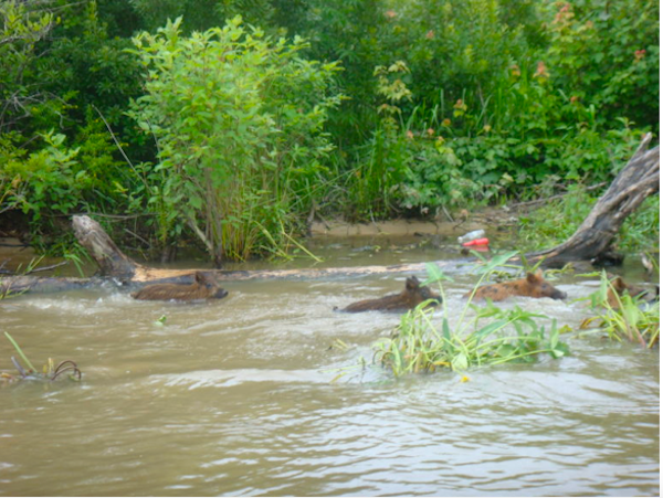 Wild Boar Swimming By on the bayou