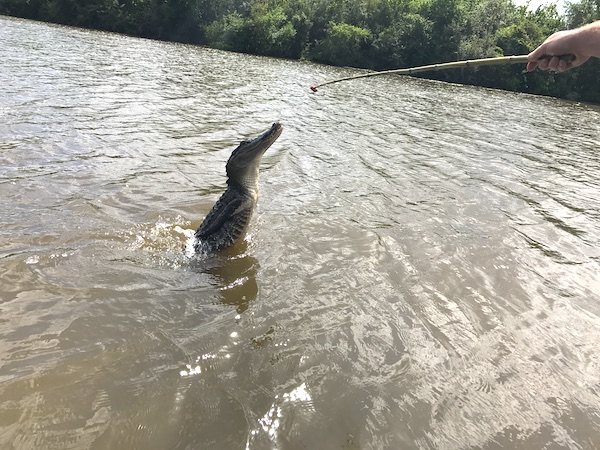 A gator coming out of the water to chomp on a piece of hotdog on the end of a long twig