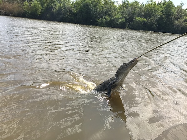 A gator coming out of the water chomping on a piece of hotdog on the end of a long twig