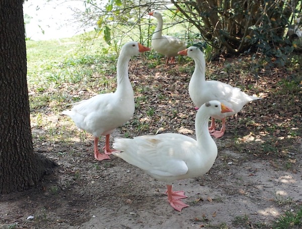 Three white geese in a park