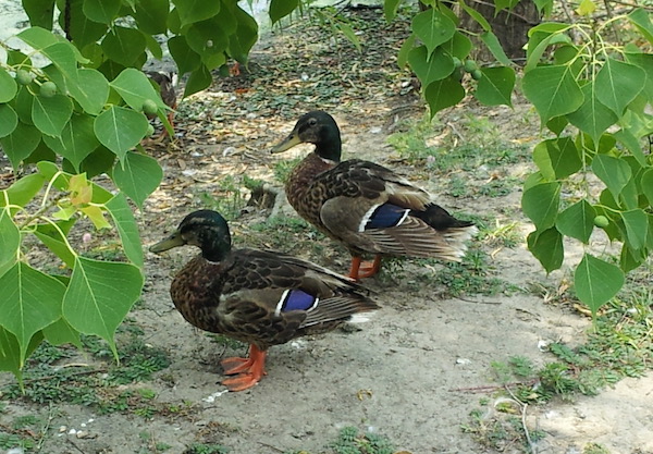 Two ducks with blue bands on their wings