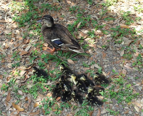 Mama duck and her TWELVE! ducklings