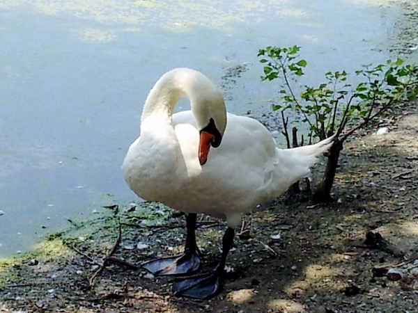 A gorgeous swan at Audubon Park by a lake