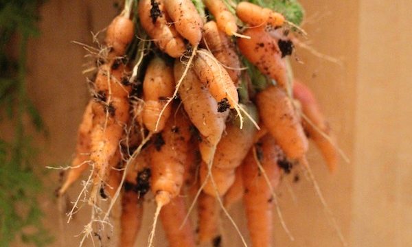 A hand holding a bunch of freshly picked carrots over a butcher block