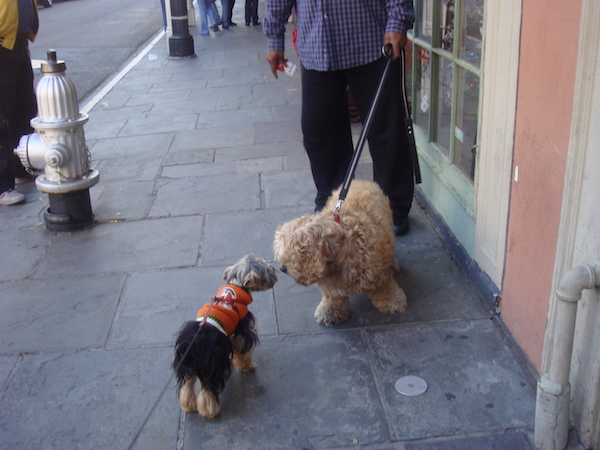 Yorkie in orange sweater nose to nose with blond Labradoodle on leash