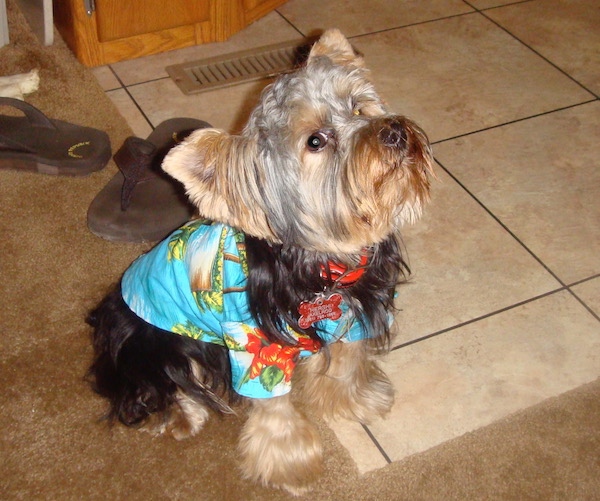 A black and gold Yorkie in a turquoise print tacky tourist shirt