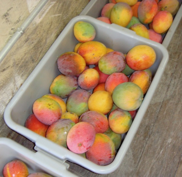 Large plastic tubs filled with ripe mangoes