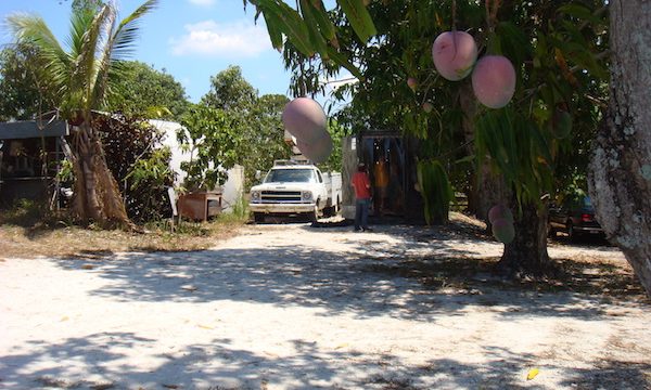Mango trees with ripe fruit hanging, sand in the foreground and a shed and pickup truck in the background