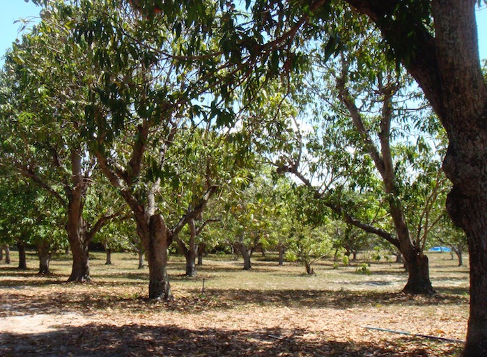 A grove of mango trees