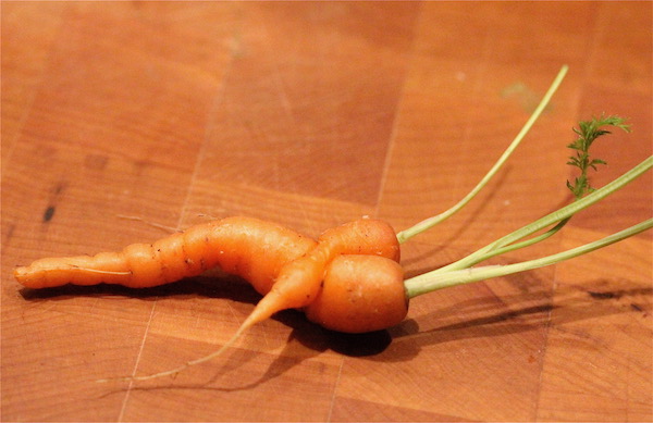 A carrot growing in another carrot sitting on a butcher block
