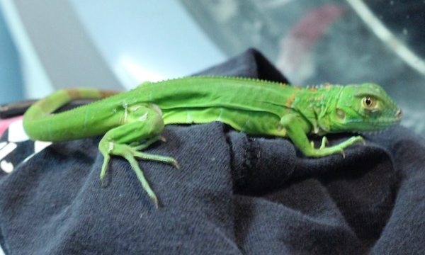 A large bright green lizard on a black t-shirt