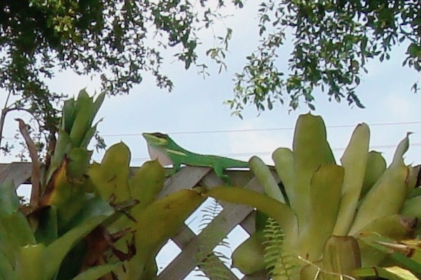 A lizard on the top of a fence with lots of tropical foliage