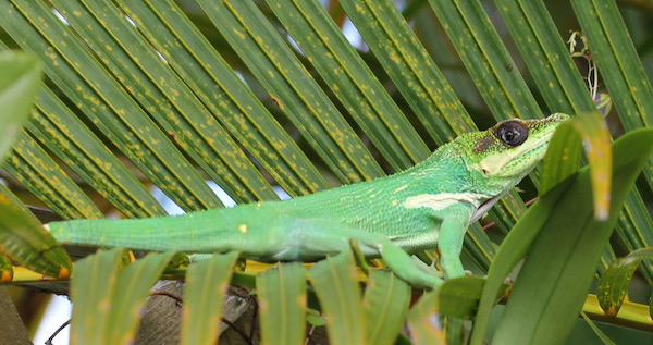 A lizard on a palm frond