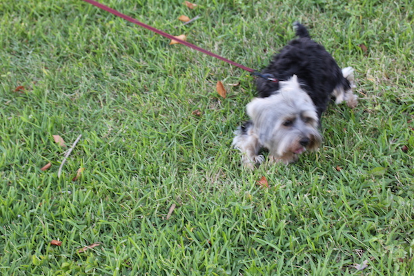 A black and gold Yorkie on a leash in the grass