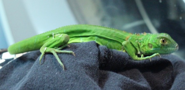 A large bright green lizard on a black t-shirt