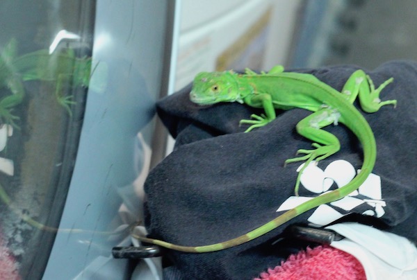 A large bright green lizard on a black t-shirt seeing his reflection in the washer glass