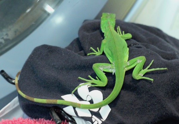 A large bright green lizard on a black t-shirt looking away from the camera