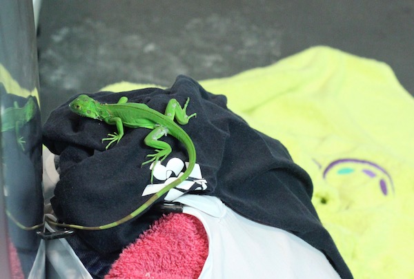 A large bright green lizard on a black t-shirt with additional laundry