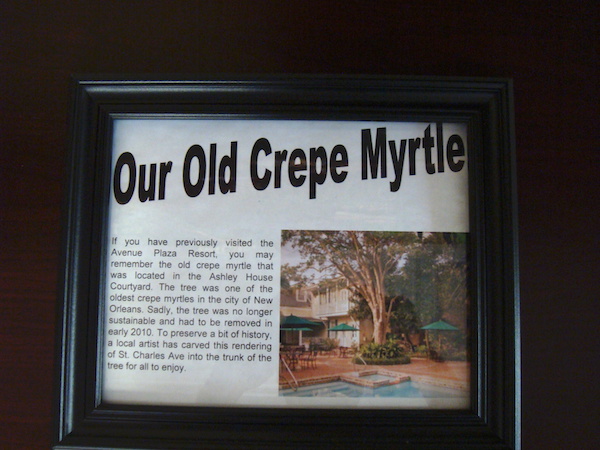 A framed newspaper clipping titled Our Old Crepe Myrtle