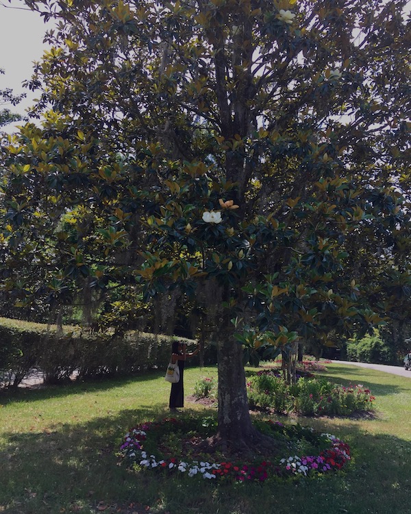 A magnolia tree in bloom,