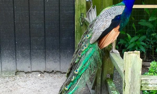 A Peacock sitting on a fence with his tail dragging on the ground