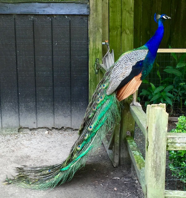 A Peacock sitting on a fence with his tail dragging on the ground