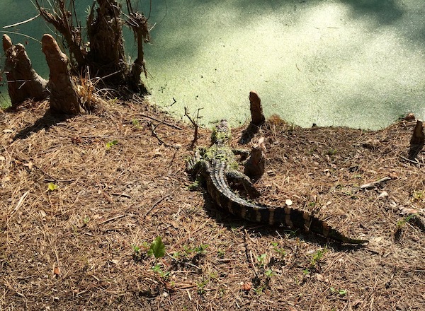 Baby Gator Along Audubon Swamp Gardens at Magnolia Plantation and Gardens