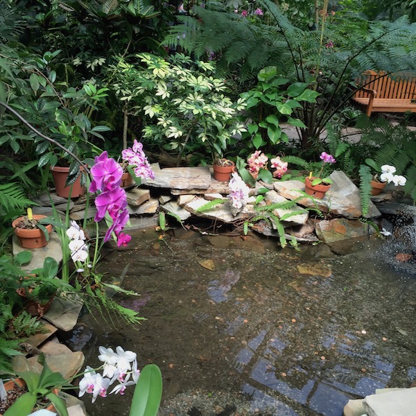 A pond surrounded by foliage and blooming orchids