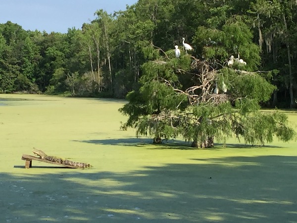 An alligator sunning in lake covered in algae