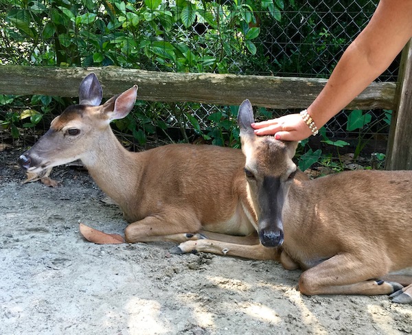 Two deer lying down with a woman's hand petting one deer's head