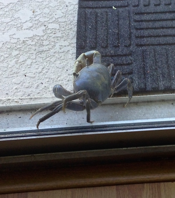 Blue Crab Trying to Claw its Way Inside a sliding glass door