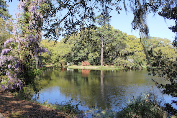 A lake surrounded by trees with wisteria in the foreground.