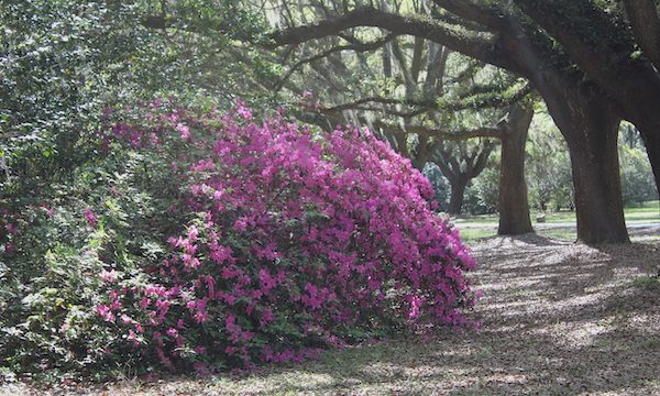 The woods with purple azaleas in full bloom