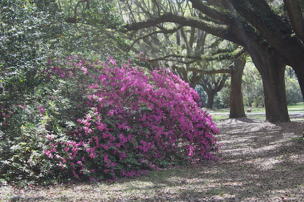 The woods with purple azaleas in full bloom