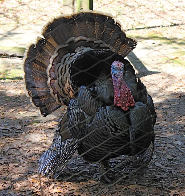 A large male turkey.