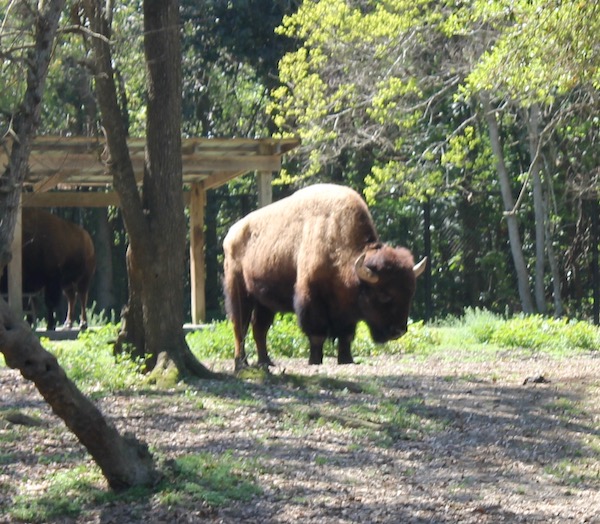 A Majestic Bison in a clearing in the woods